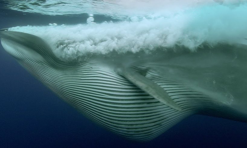 Sardine Feeding Frenzy: Whale, Shark, Dolphin and Sea Lions | The Hunt | BBC Earth