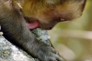 Sex Obsessed Dust Licking Capuchins | Wild Brazil | BBC Earth
