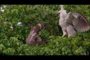 Sloth V's Young Harpy Eagle - Sloth Fights Back !