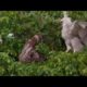 Sloth V's Young Harpy Eagle - Sloth Fights Back !