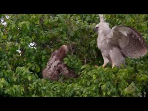 Sloth V's Young Harpy Eagle - Sloth Fights Back !