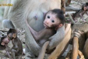 So cute monkey, no named yet, he could play with Moy and Pee, he is lovely baby