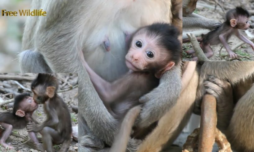 So cute monkey, no named yet, he could play with Moy and Pee, he is lovely baby