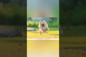 Some cute puppies with awards