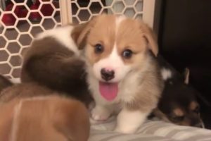 Soooooooo cute puppies awesome compilation funny videos 2020/cute puppies vines /cute puppies fails