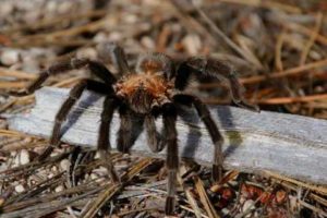 Spiders - National Park Animals for Kids