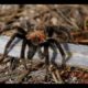 Spiders - National Park Animals for Kids