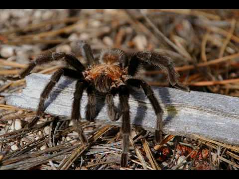 Spiders - National Park Animals for Kids