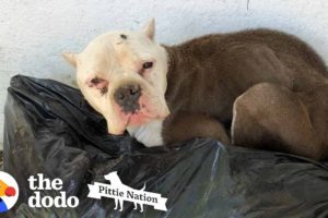 Starving Pittie Found Lying On Top Of Trash | The Dodo Pittie Nation