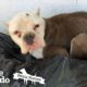 Starving Pittie Found Lying On Top Of Trash | The Dodo Pittie Nation