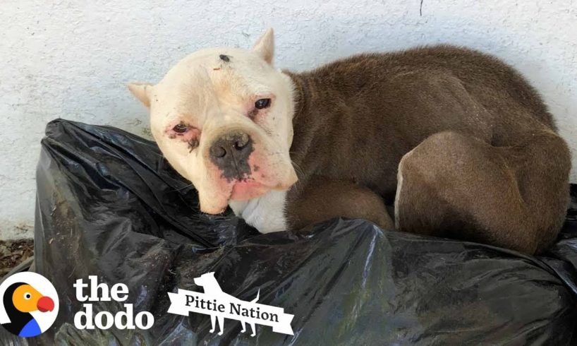 Starving Pittie Found Lying On Top Of Trash | The Dodo Pittie Nation