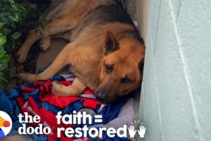 Stray Dog Living on Side of a Building and too Scared to Move | The Dodo Faith = Restored