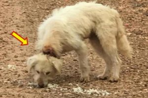 Stray Dog With Big Wounds On Her Neck Gets Rescued