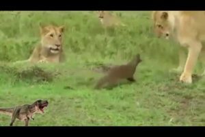 Super Animal Fights and Animal Attacks