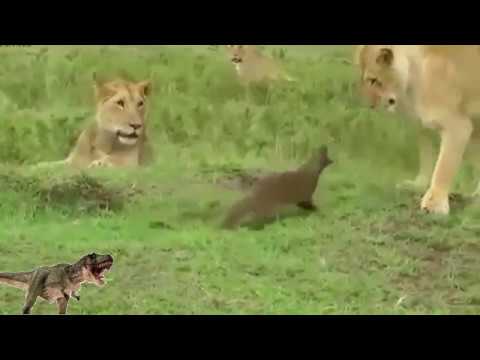 Super Animal Fights and Animal Attacks