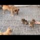 Super cute puppies family (part 1) | Amazing Moments