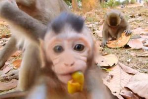 Super lovely Baby Vikki comes to play with me, Baby Vikki grow up so fast | Angkor Nature