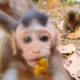 Super lovely Baby Vikki comes to play with me, Baby Vikki grow up so fast | Angkor Nature