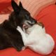 Sweet rescued blind dog playing and cuddling with her best friend!