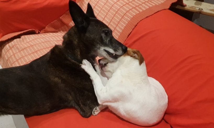 Sweet rescued blind dog playing and cuddling with her best friend!