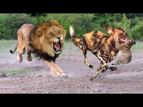 TOP 5 AMAZING ANIMAL FIGHTS CAUGHT ON CAMERA