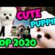 TOP BEST 2020 ❤ CUTE PUPPIES DOGS ? Doing Fuuuuny Things ❤ (Great Music to enjoy)
