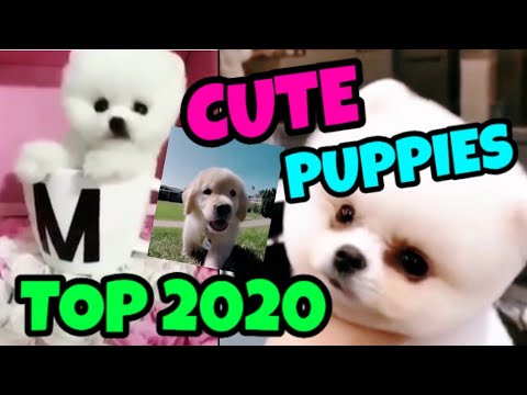 TOP BEST 2020 ❤ CUTE PUPPIES DOGS ? Doing Fuuuuny Things ❤ (Great Music to enjoy)