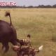 TOP EPIC MOMENTS & FIGHTS OF WILD NATURE