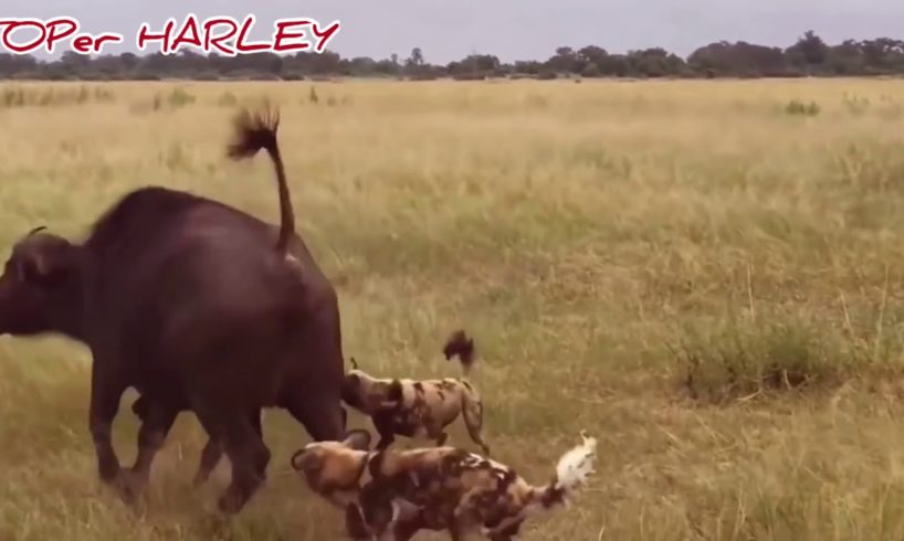 TOP EPIC MOMENTS & FIGHTS OF WILD NATURE