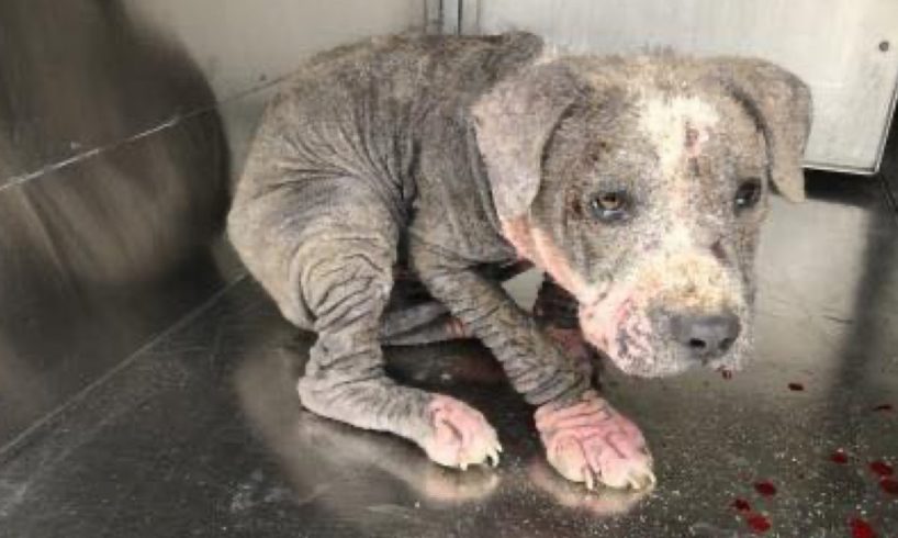 Terrified Puppy Hides in Corner Covered in Bloody Sores Gets Rescued