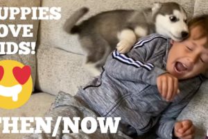 The Amazing Growth In Friendship With My Husky Puppy & Kids Is The Cutest Thing Ever! [UNSEEN CLIPS]