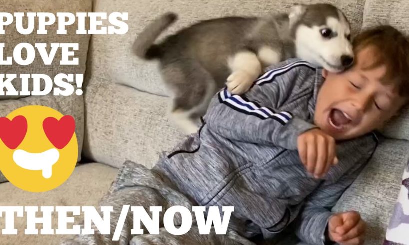 The Amazing Growth In Friendship With My Husky Puppy & Kids Is The Cutest Thing Ever! [UNSEEN CLIPS]
