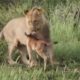 The Best  lion  Attacks  Most Amazing Moments Of Wild Animal Fights! (2020) video 480p