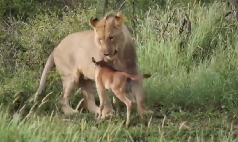 The Best  lion  Attacks  Most Amazing Moments Of Wild Animal Fights! (2020) video 480p