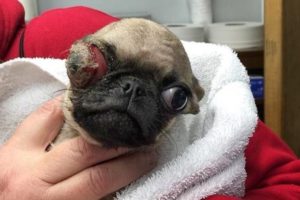 The Story of a Miniature, Blind & Once-Abandoned Pug, Now Rescued & Loved.