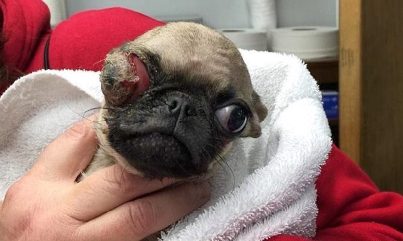 The Story of a Miniature, Blind & Once-Abandoned Pug, Now Rescued & Loved.