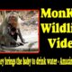 The monkey brings the baby to drink water -  Amazing animals | Monkey Wildlife Video