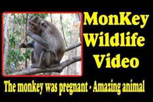 The monkey was pregnant  - Amazing animal | Monkey Wildlife Video