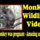The monkey was pregnant  - Amazing animal | Monkey Wildlife Video