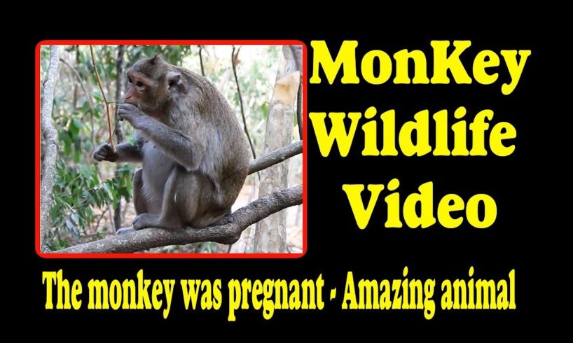 The monkey was pregnant  - Amazing animal | Monkey Wildlife Video