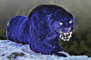 These Are 10 Bluest Animals On This Planet