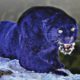 These Are 10 Bluest Animals On This Planet