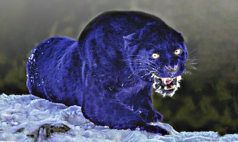 These Are 10 Bluest Animals On This Planet