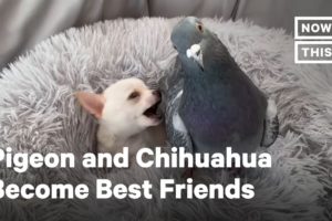 This Chihuahua and Pigeon Are Best Friends | NowThis