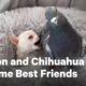 This Chihuahua and Pigeon Are Best Friends | NowThis