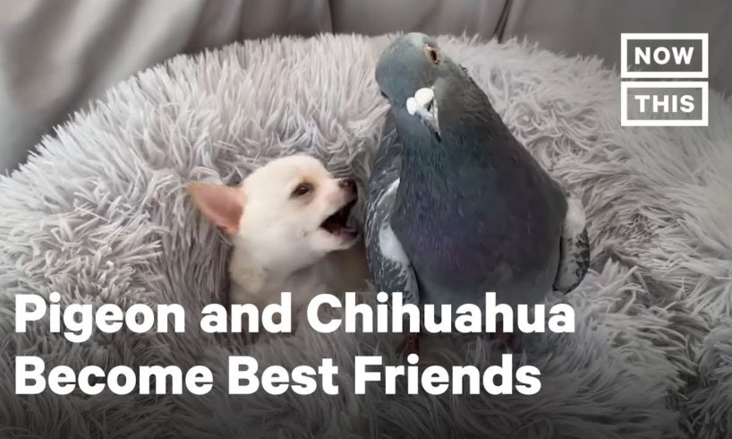 This Chihuahua and Pigeon Are Best Friends | NowThis