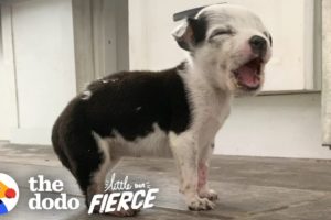 This Tiny Pittie Puppy Bites Ears for Attention | The Dodo Little But Fierce
