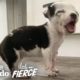 This Tiny Pittie Puppy Bites Ears for Attention | The Dodo Little But Fierce