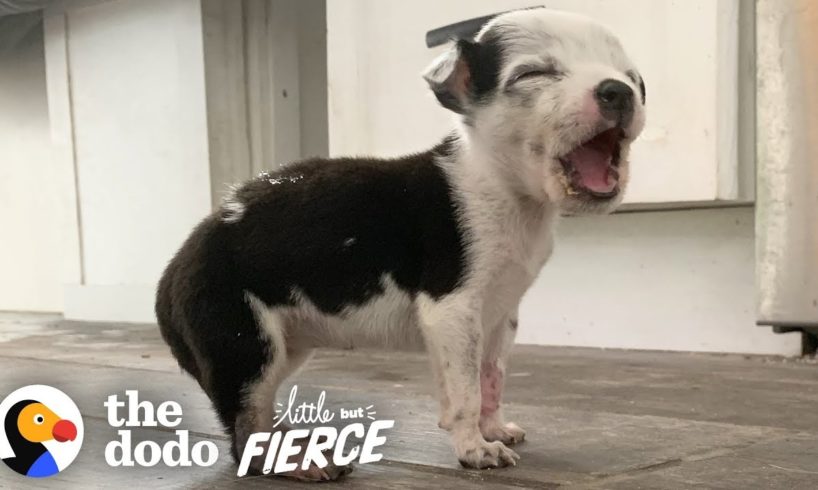 This Tiny Pittie Puppy Bites Ears for Attention | The Dodo Little But Fierce