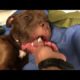 This is Riley's Journey - Stray Rescue of St.Louis